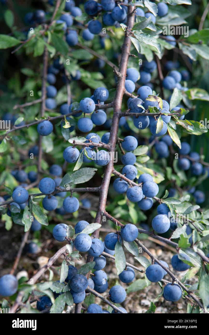 Prunus spinosa Beeren im Sommer. Schlehdorn oder Schlehe bläuliche Früchte wachsen auf dem Baum. Stockfoto