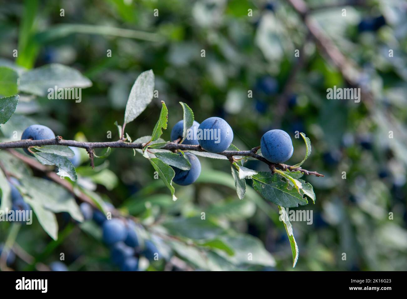 Prunus spinosa Beeren im Sommer. Schlehdorn oder Schlehe bläuliche Früchte wachsen auf dem Baum. Stockfoto