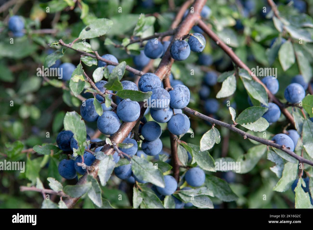 Prunus spinosa Beeren im Sommer. Schlehdorn oder Schlehe bläuliche Früchte wachsen auf dem Baum. Stockfoto