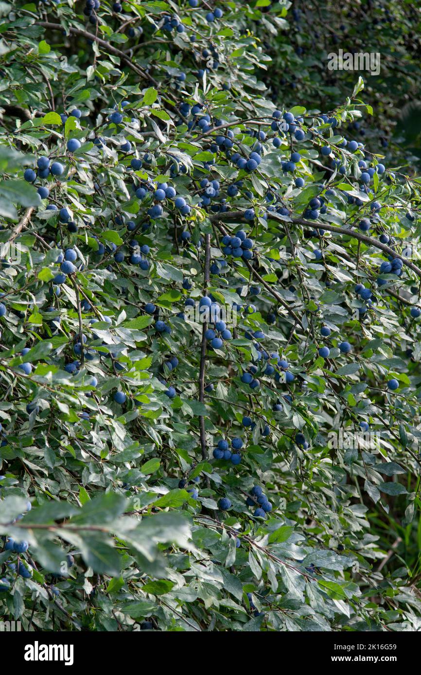 Prunus spinosa Beeren im Sommer. Schlehdorn oder Schlehe bläuliche Früchte wachsen auf dem Baum. Stockfoto