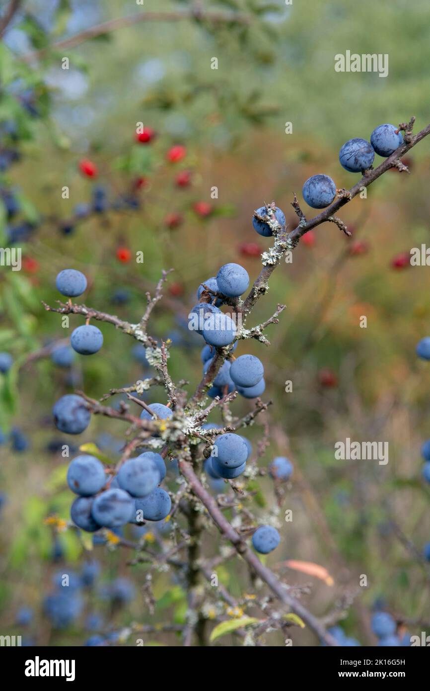 Prunus spinosa Beeren im Sommer. Schlehdorn oder Schlehe bläuliche Früchte wachsen auf dem Baum. Stockfoto