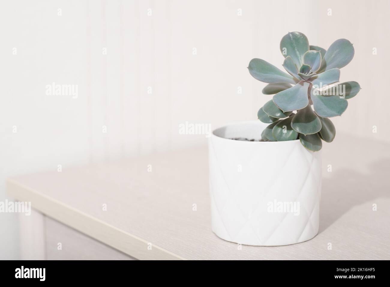 echeveria rosa Rüschen in einem weißen Topf. Copy space. skandinavische Home Deroc, einfache Pflanzen für die Hausdekoration Stockfoto