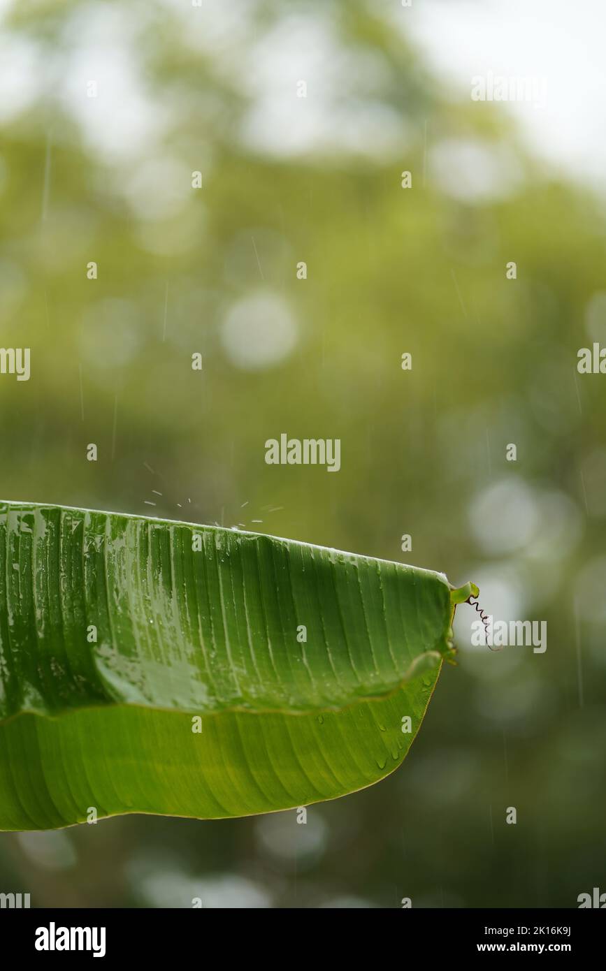 Regen fällt auf ein einziges Bananenblatt Stockfoto