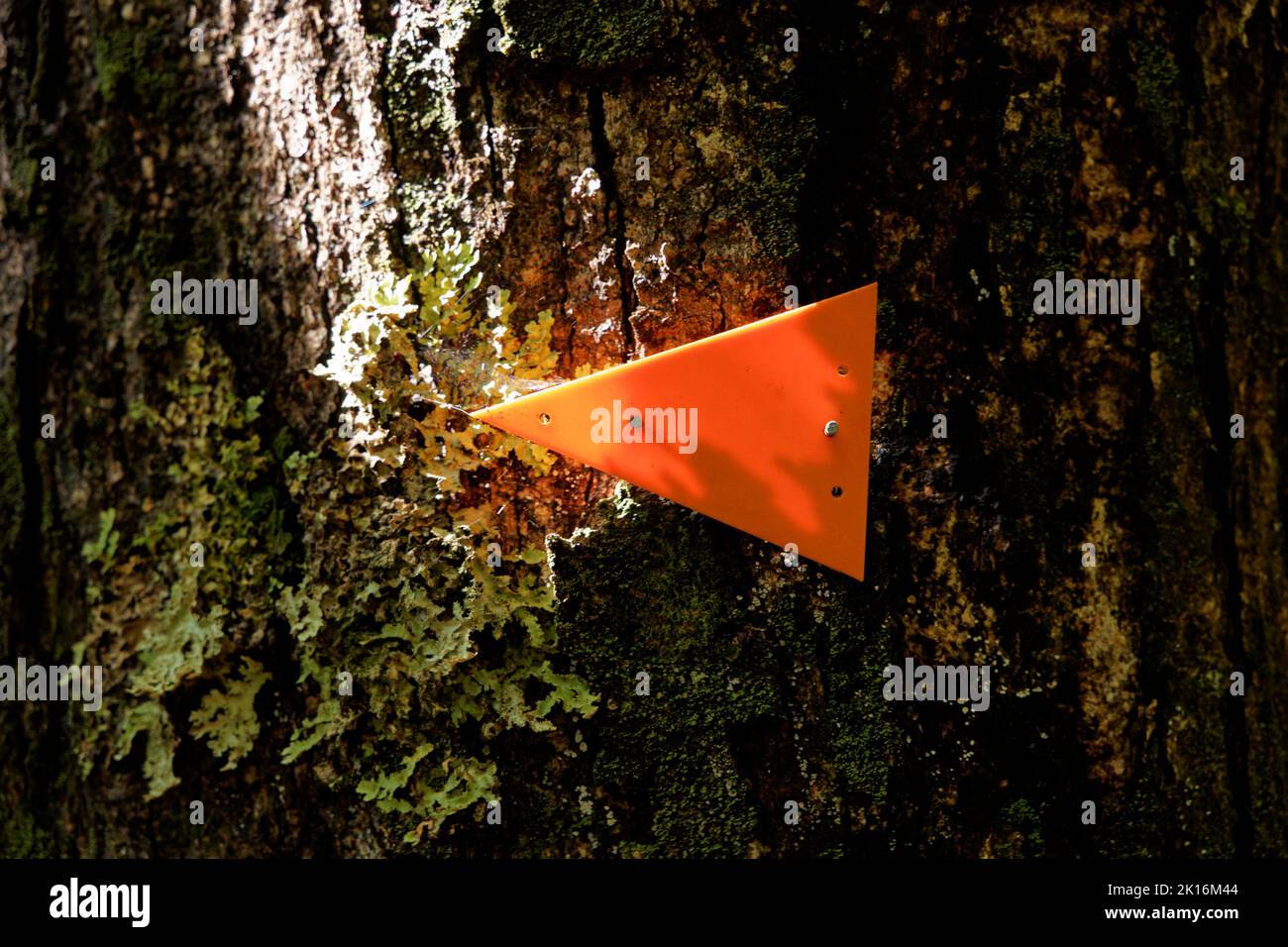 Typischer orangefarbener Trackmarker des Department of Conservation in einem Nationalpark, Aotearoa, Neuseeland. Stockfoto
