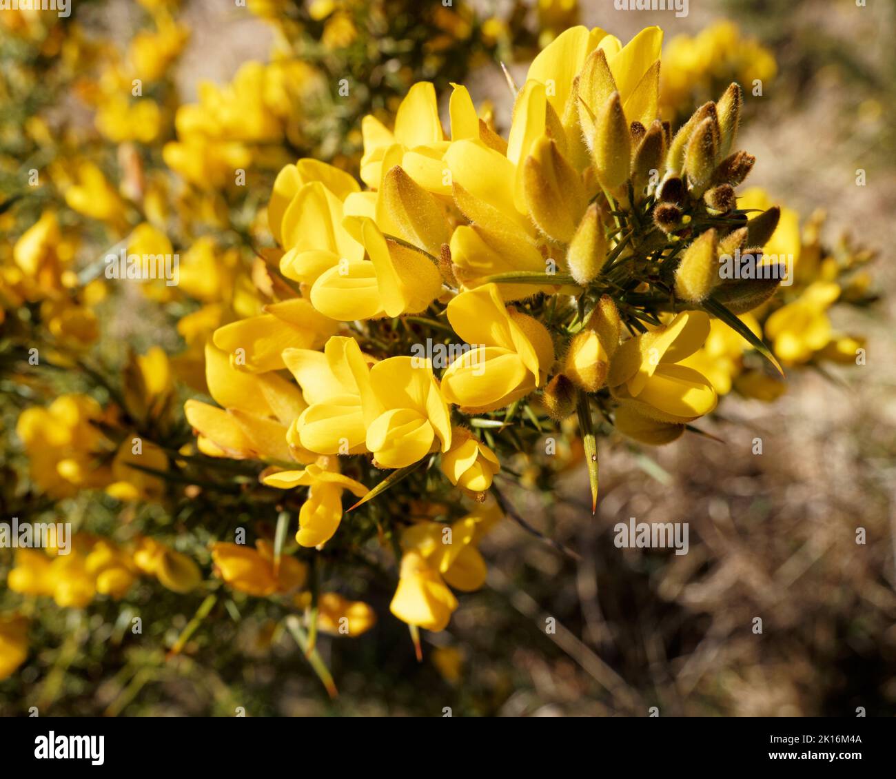 Gorse Blütenkopf mit gelben Blüten und stacheligen Dornen. Eine Schädlingspflanze in Aotearoa / Neuseeland. Stockfoto