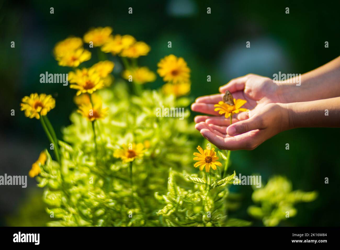 Kinderhand kümmert sich um einen Schmetterling auf einer Blume im Garten. Die Ökologie das Konzept, die Welt zu retten und die Natur durch den Menschen zu lieben Stockfoto