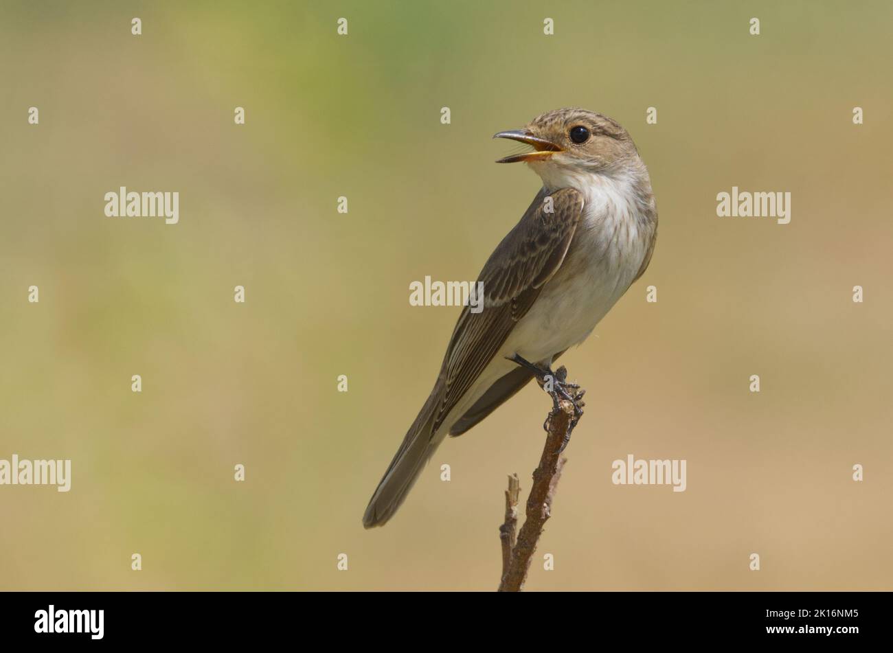 Gefleckter Fliegenfänger (Muscicapa striata) in Kutch, Gujarat, Indien Stockfoto