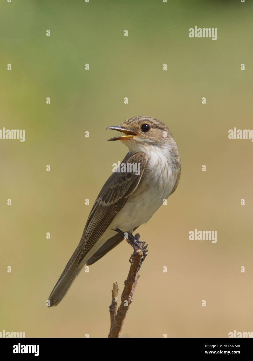 Gefleckter Fliegenfänger (Muscicapa striata) in Kutch, Gujarat, Indien Stockfoto