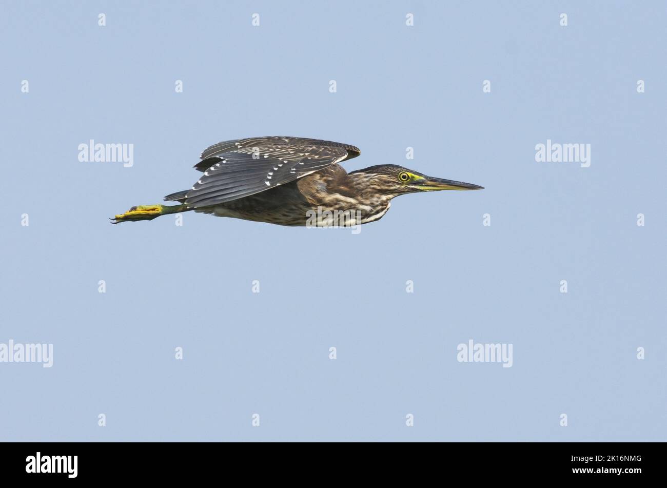 Gestreifte Reiher (Butorides striata) in Kutch, Gujarat, Indien Stockfoto
