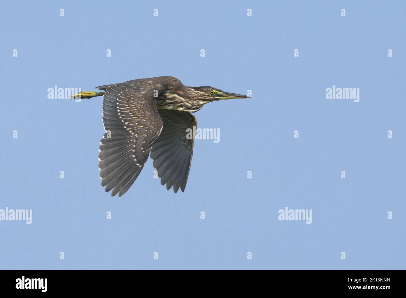 Gestreifte Reiher (Butorides striata) in Kutch, Gujarat, Indien Stockfoto