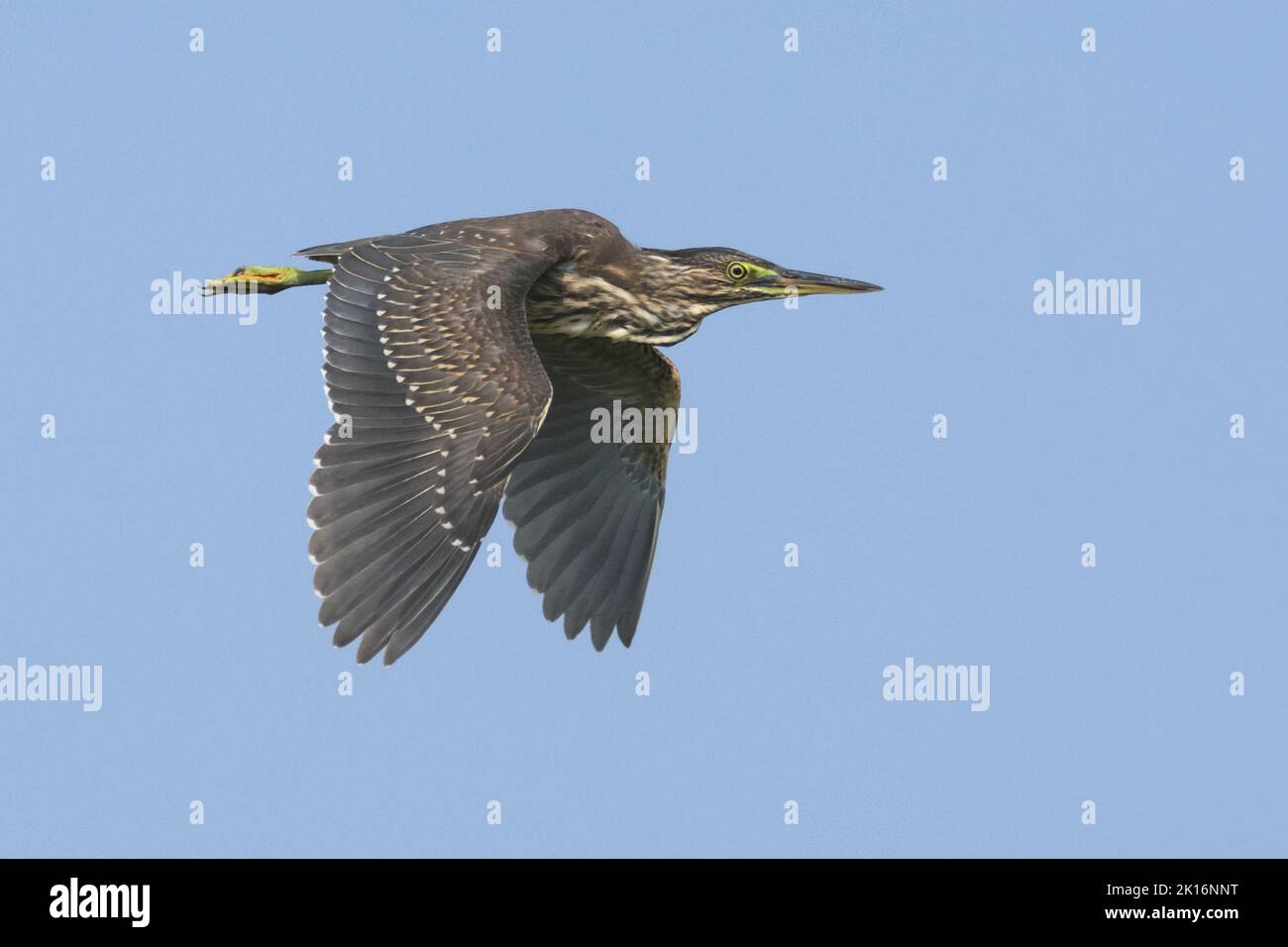 Gestreifte Reiher (Butorides striata) in Kutch, Gujarat, Indien Stockfoto