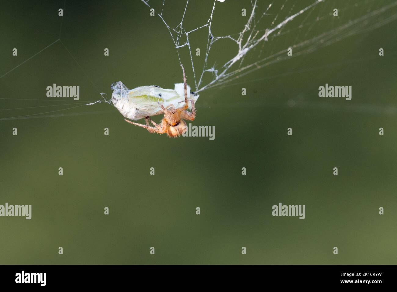 Eine gekrönte Reichspinne (Araneus diadematus) tötet einen Kohlschmetterling, der in seinem Netz in einem Garten im Bundesstaat Washington gezüchtet wurde. Stockfoto