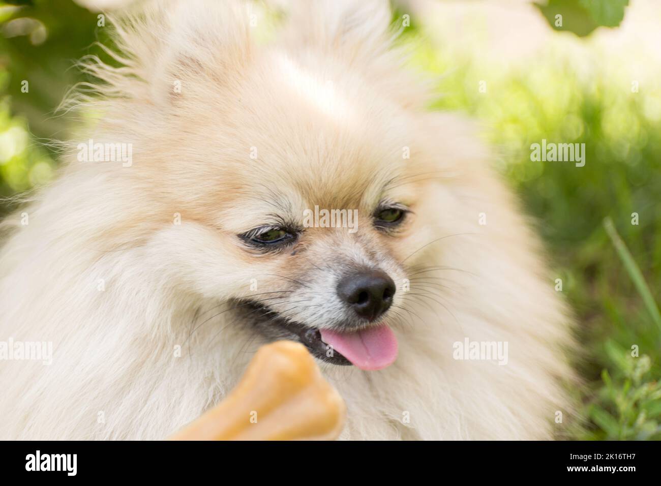 Leckereien für Tiere. Der pingelige Hund will nicht essen. Knochen auf unscharfem Hintergrund. Stockfoto