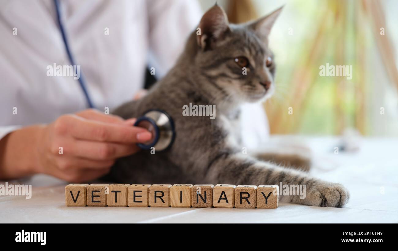Tierarzt hört in der Klinik auf die Lunge der Katze mit einem Stethoskop Stockfoto