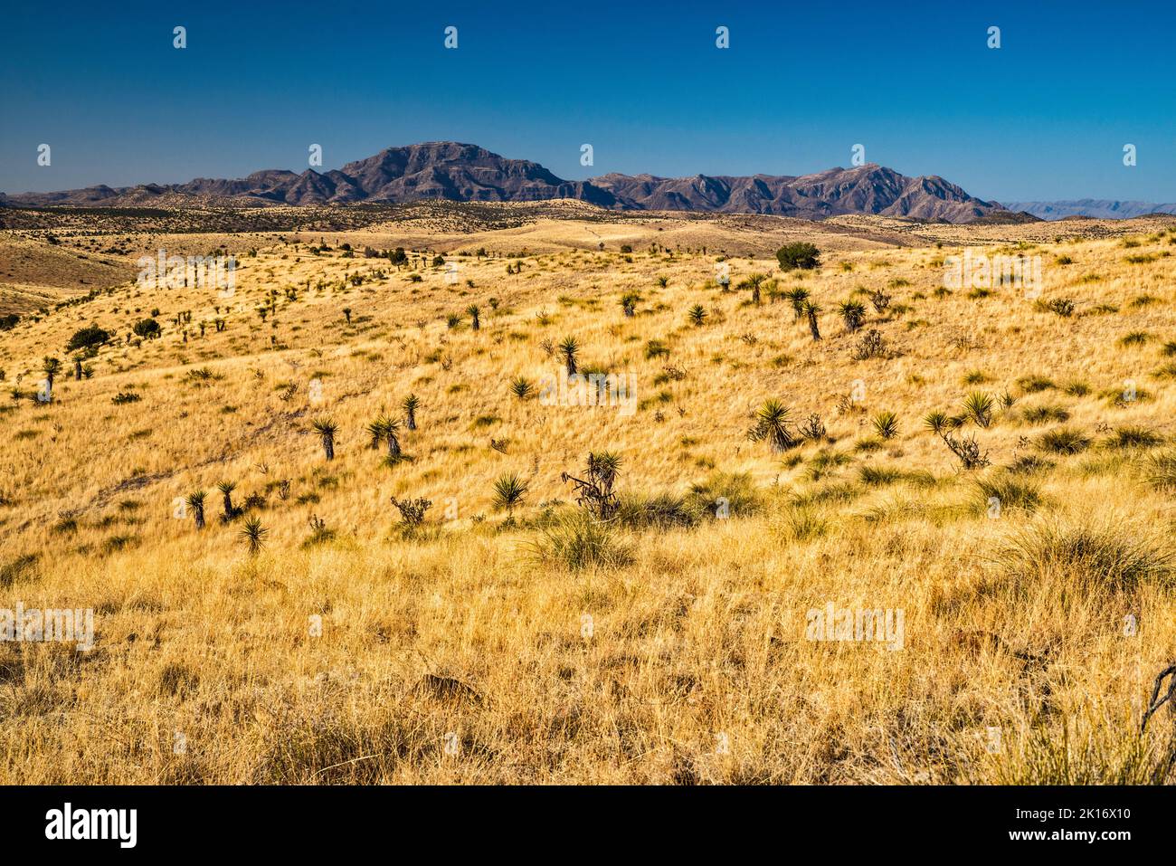 West Texas Grasland, entlang der FM-2810 Road, auf dem Weg zum Pinto Canyon in den Chinati Mountains (in dist), in der Nähe von Marfa, Big Bend Country, Texas, USA Stockfoto