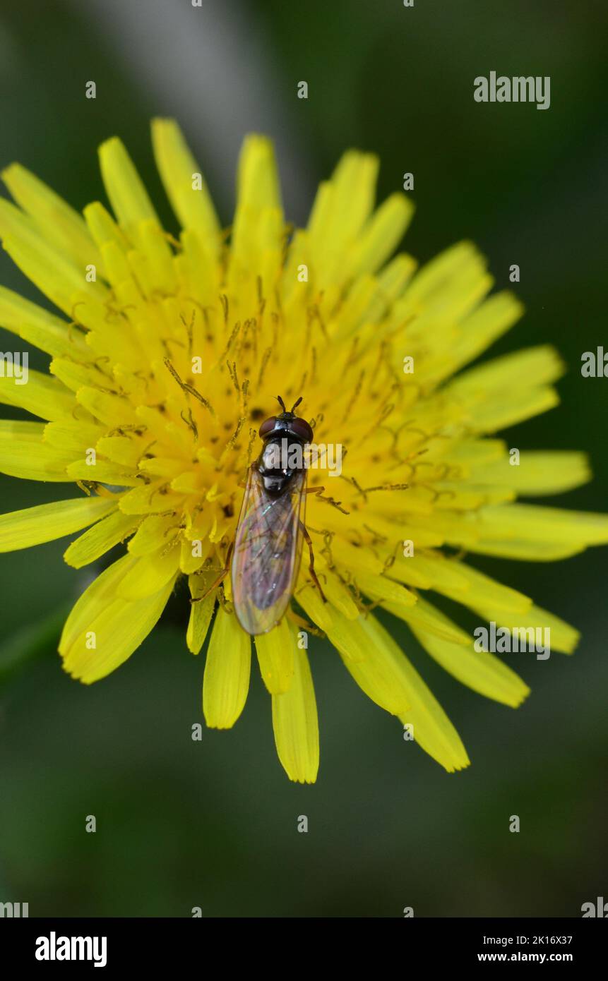 Ein geflügeltes Insekt auf einer rauhen Weißbart-Blume Stockfoto