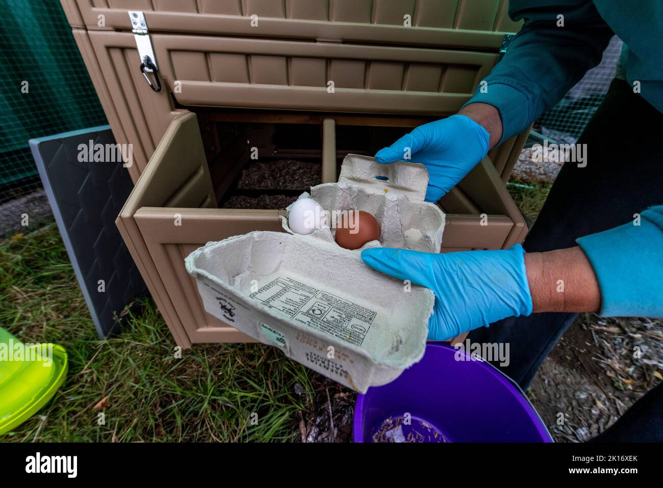 Meine ersten Hühner. Hühner für die Eiproduktion halten. Stockfoto