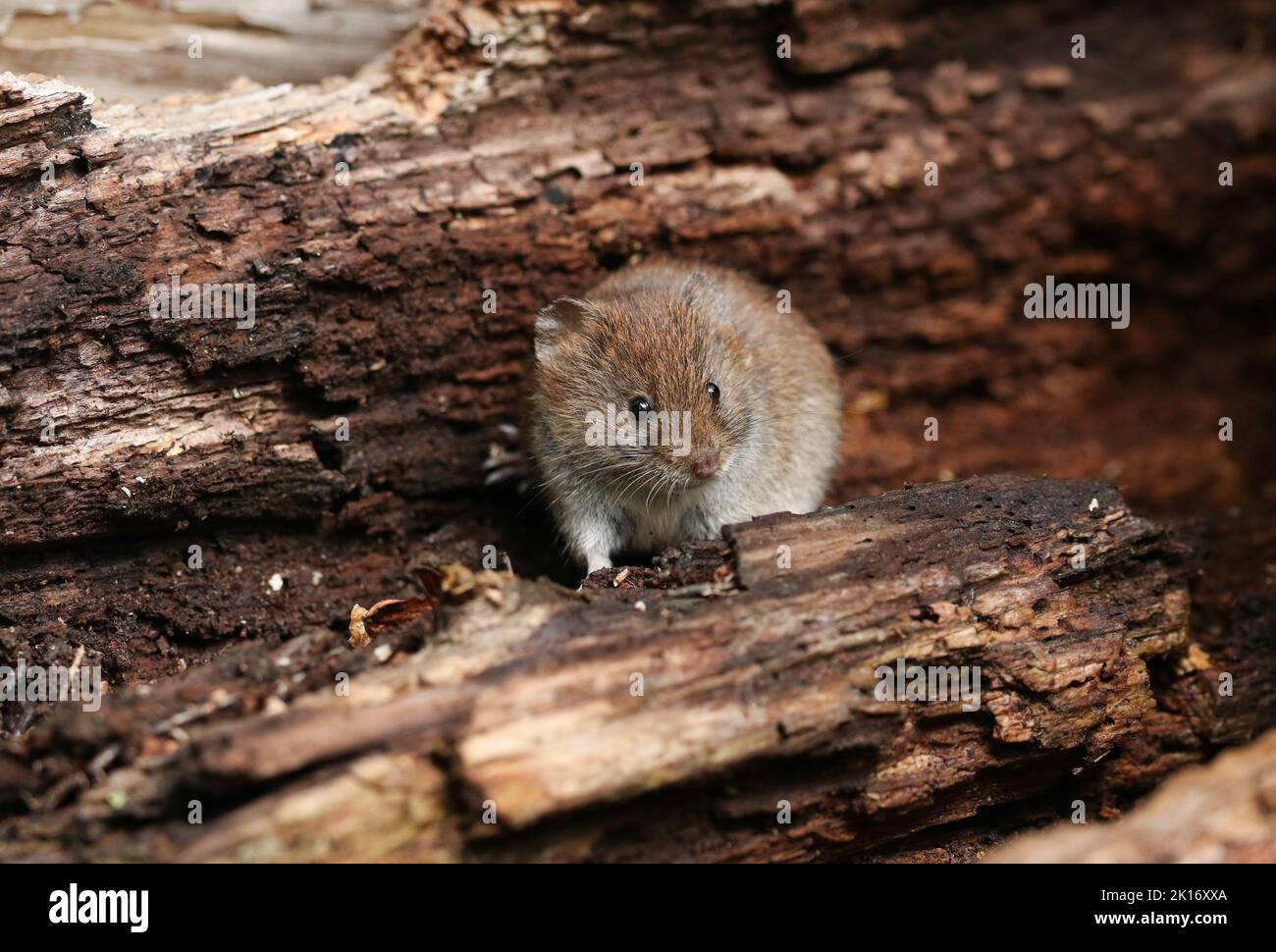 Eine niedliche, wilde Bankmaus, Myodes glareolus, die in einem Holzhaufen nach Nahrung jage. Stockfoto