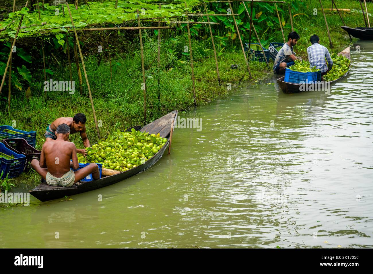 Barishal, Bangladesch. 16.. September 2022. Zu den faszinierendsten Dingen in der südlichen Region von Bangladesch gehört der wunderschöne schwimmende Guava-Markt von Swarupkathi in Pirojpur in der Barishal Division. Die Guava war ein kulinarischer Hit in der Gegend und ihr Ruhm verbreitete sich allmählich im ganzen Land. Heute wird Guava in fünf Gewerkschaften von Swarupkathi auf 640 Hektar Land angebaut. Seit mehr als 100 Jahren erleben die lokalen Bauern das auf und ab des Lebens zusammen mit dem auf und ab des Flusses. Viele Bauern und Großhändler versammeln sich hier jeden Tag. Stockfoto