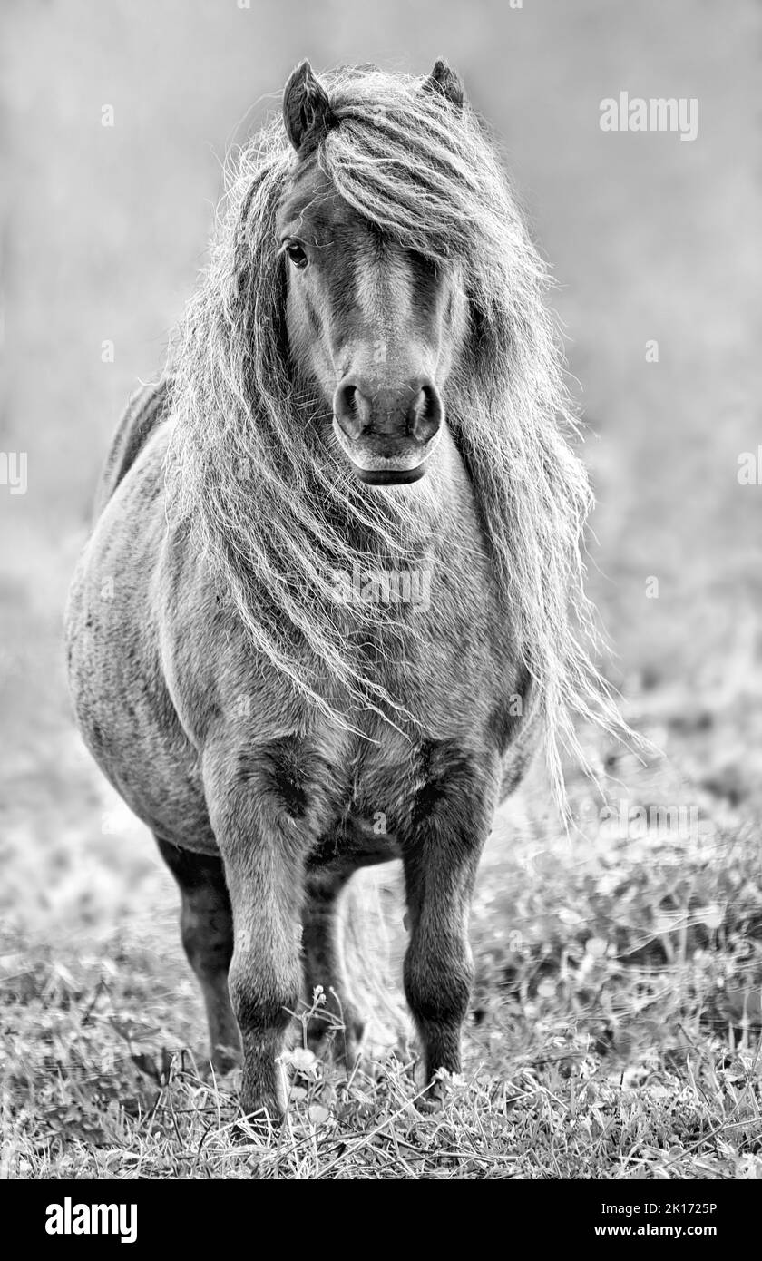 Shetland Pony in Schwarz-Weiß auf einer Koppel, mit direktem Blick in die Kamera, Shetland Island, Schottland, Großbritannien Stockfoto