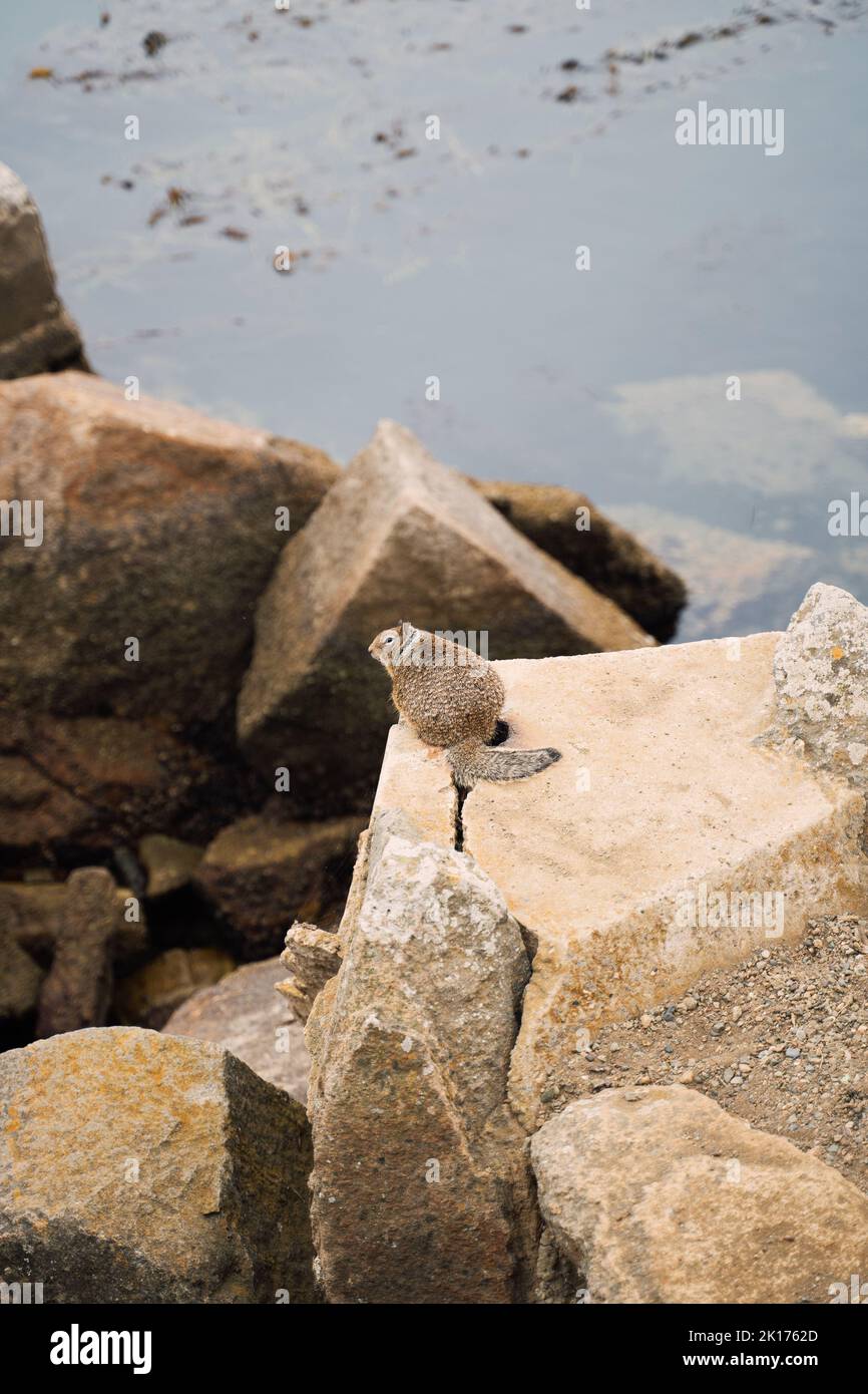Fette braune kalifornische Ziesel in Morro Bay. Pazifische Tierwelt und Reisen entlang des Highway 101 Stockfoto