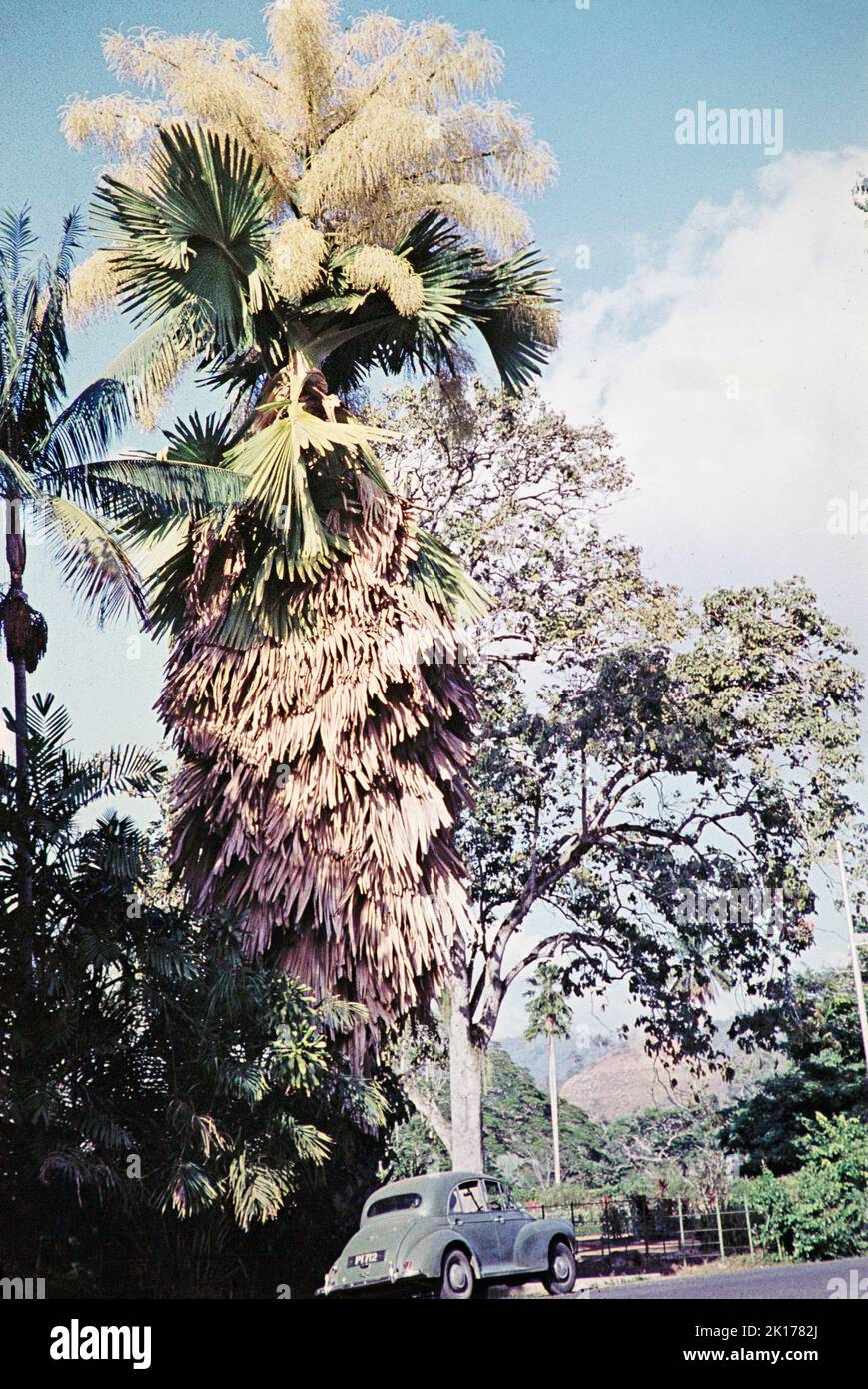 Talipot-Palme, Corypha umbraculifera, Port of Spain, Trinidad, 1963 Stockfoto
