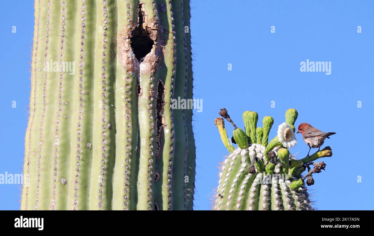 Hausfink auf einem großen Saguaro, Arizona Stockfoto