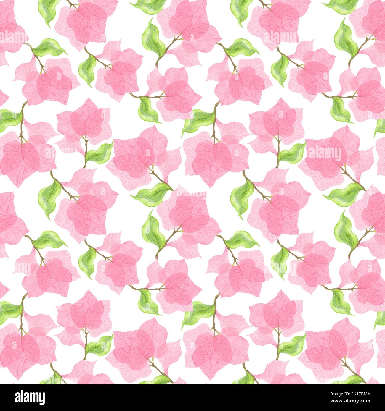 Zarte rosa Bougainvillea Blüten mit grünen Blättern. Aquarell botanische Illustration. Romantisches Blumenmuster. Zeichnung für den Druck auf Stoff und Stockfoto