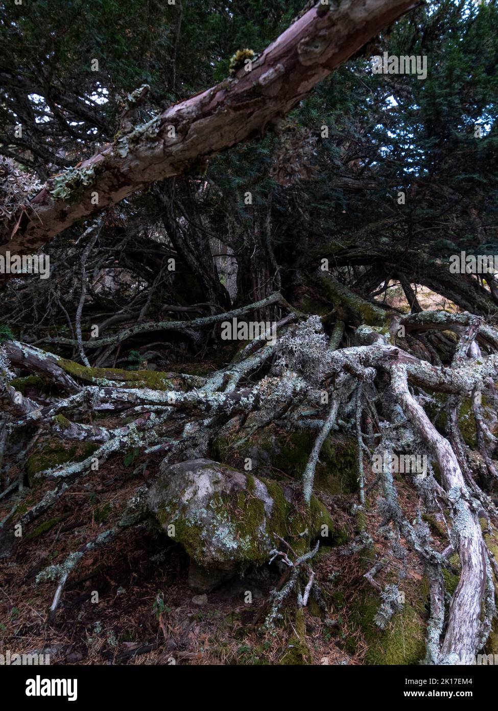 Vertikale Ansicht von gruseligen alten Eibenwurzeln, die einen Granitstein voller Moos umgeben. Stockfoto