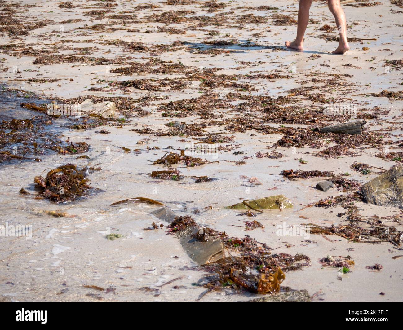 Menschenbeine, die durch einen Strand voller Algen laufen. Stockfoto