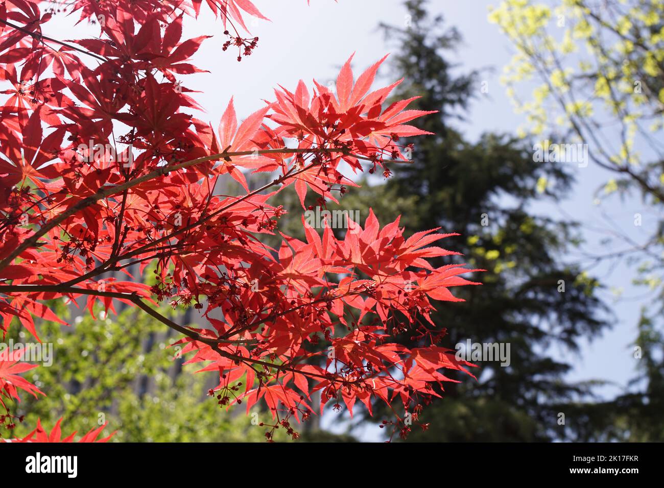 Nahaufnahmen von Ahorn und roten Blättern unter dem blauen Himmel Stockfoto