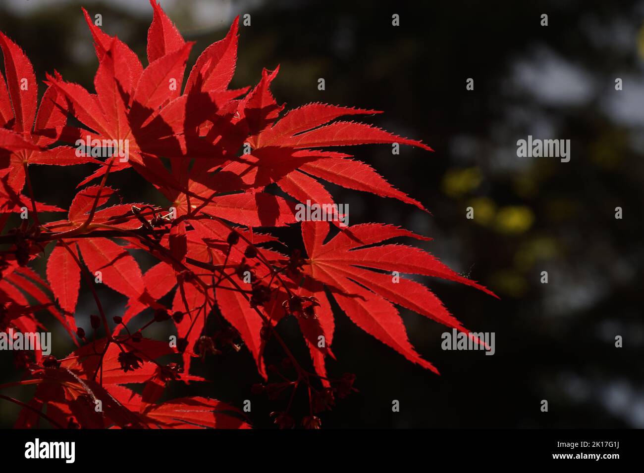 Nahaufnahmen von Ahorn und roten Blättern unter dem blauen Himmel Stockfoto