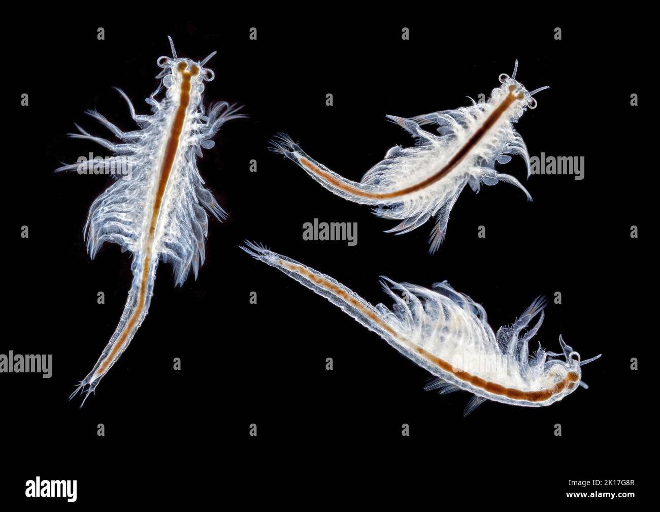 Artemia sp. Solegarnelen, Dunkelfeld-Photomikrograph Stockfoto