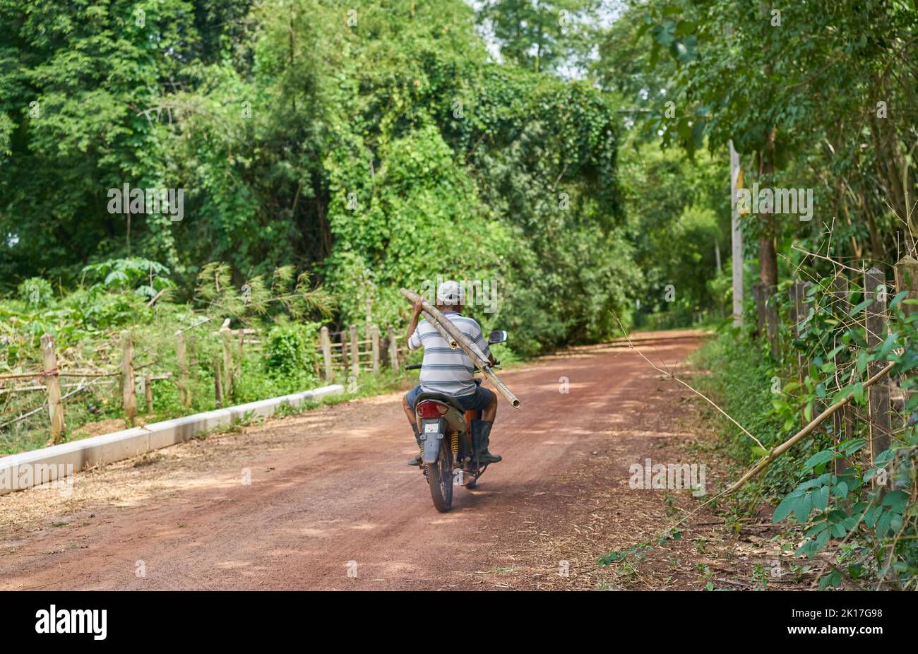 Ein Mann auf einem Motorrad auf einer Landstraße trägt Bambusstangen auf seiner Schulter. Stockfoto