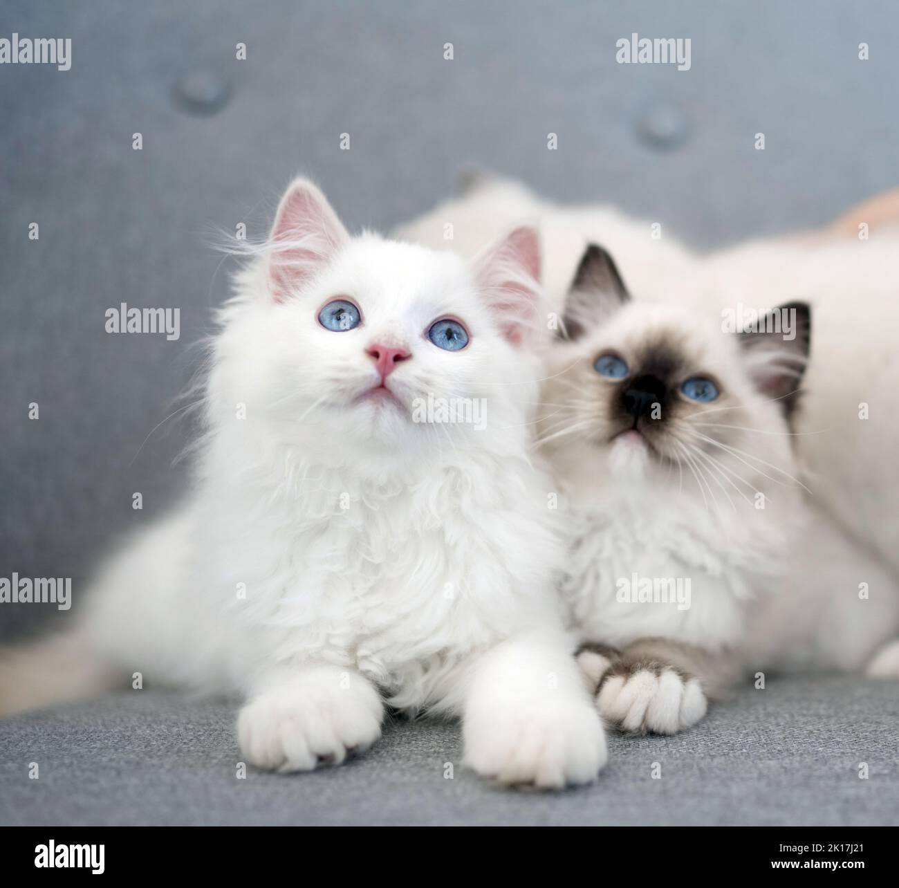 Ragdoll Katzen im Freien Stockfoto