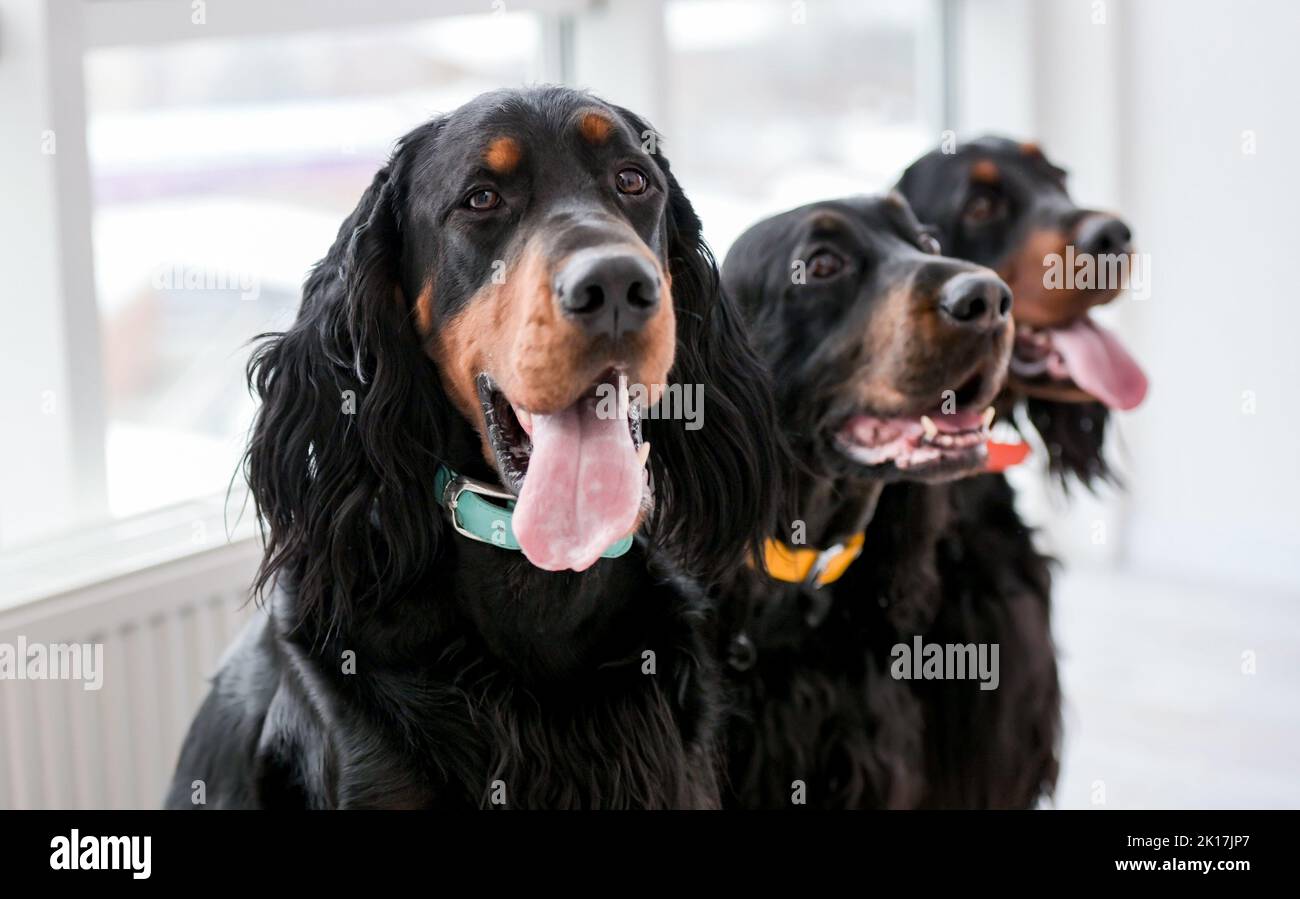 Setter Hunde zu Hause Stockfoto
