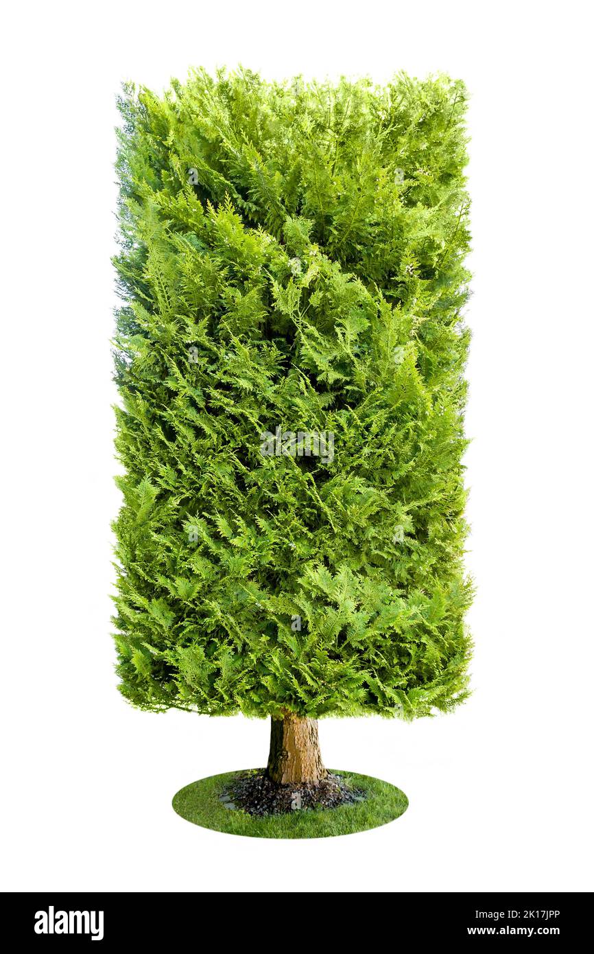Dekoratives Rechteck immergrüner Baum isoliert auf weißem Hintergrund Stockfoto