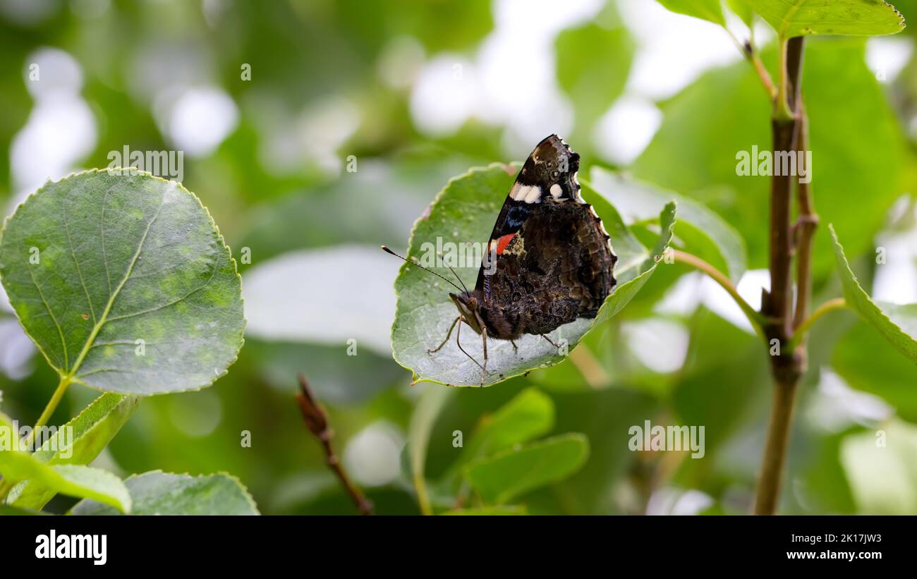 Roter Admiralschmetterling auf einem grünen Blatt Stockfoto