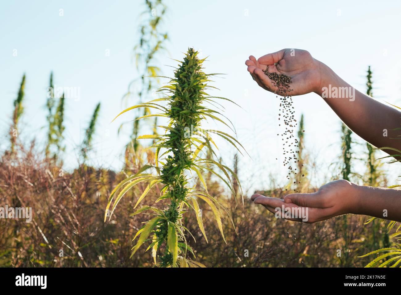 Bauer gießt Hanfsamen von Hand zu Hand, steht zwischen den Pflanzen auf dem Feld mit Sonneneinstrahlung im Hintergrund, Nahaufnahme. Stockfoto