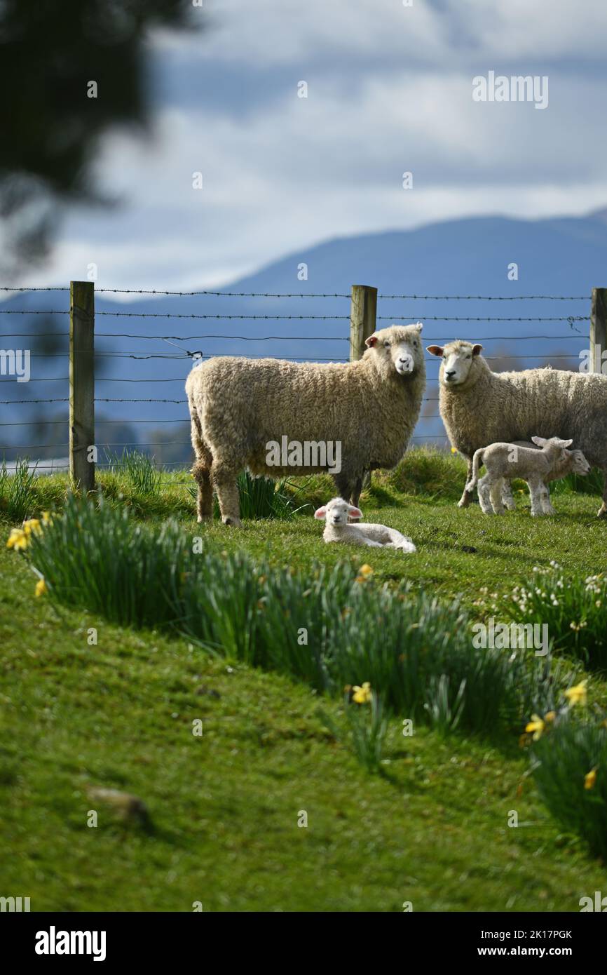 Frühlingslämmer und Schafe in einem Paddock mit Narzissen in der Nähe von Ikamatua, Westküste, Neuseeland. Stockfoto