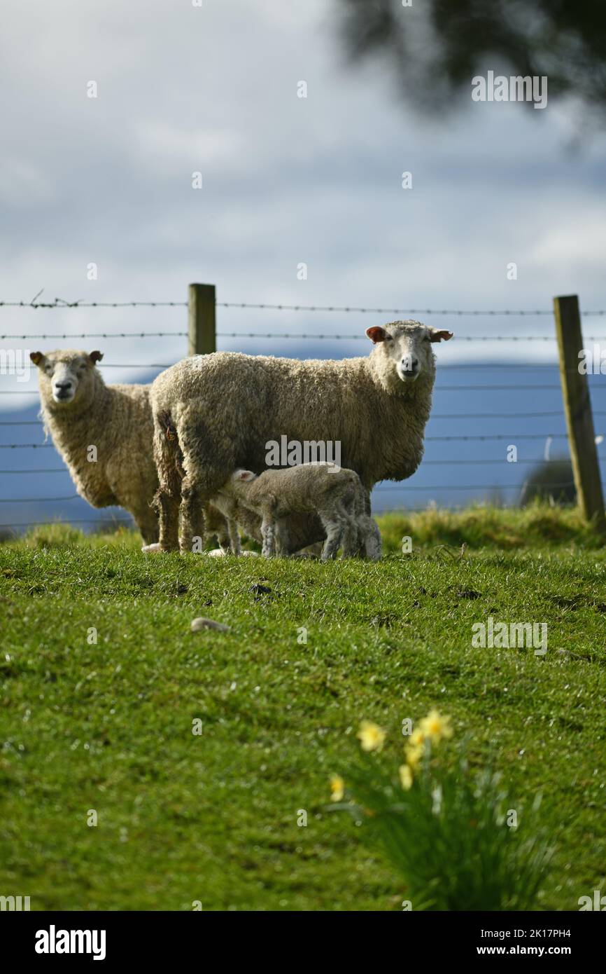 Frühlingslämmer und Schafe in einem Paddock mit Narzissen in der Nähe von Ikamatua, Westküste, Neuseeland. Stockfoto