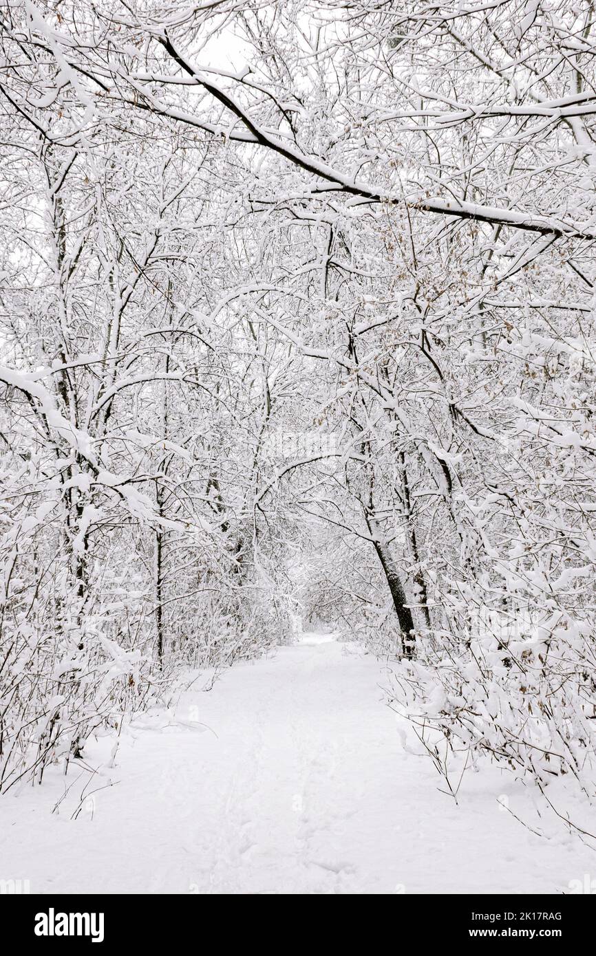 Spuren auf dem weißen Schnee, die zu einem dunklen Wald bedeckt mit Schnee führen. Winter Footprints Stockfoto