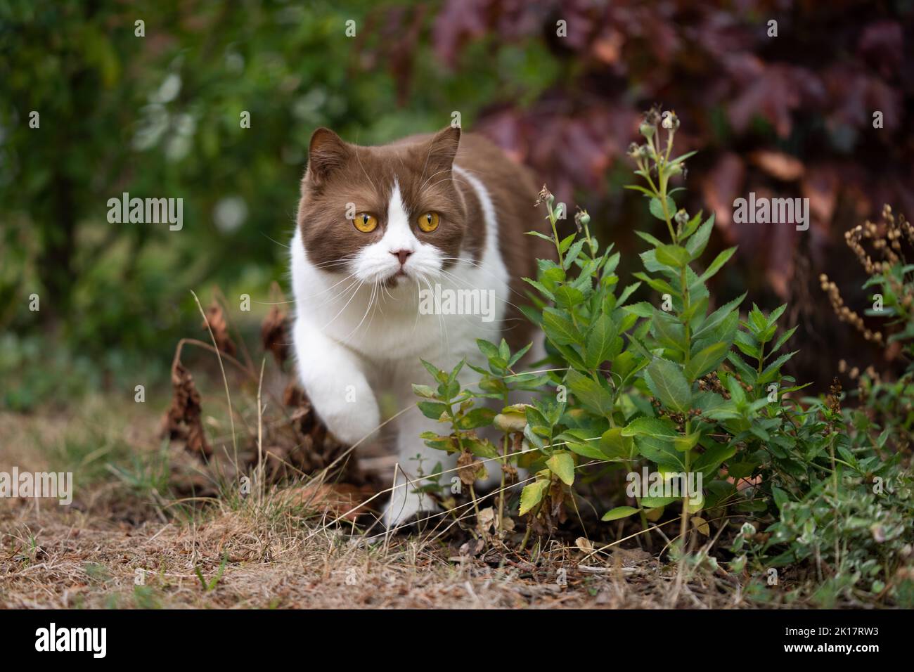 Weiße braune britische Kurzhaarkatze, die im Garten spazieren geht Stockfoto