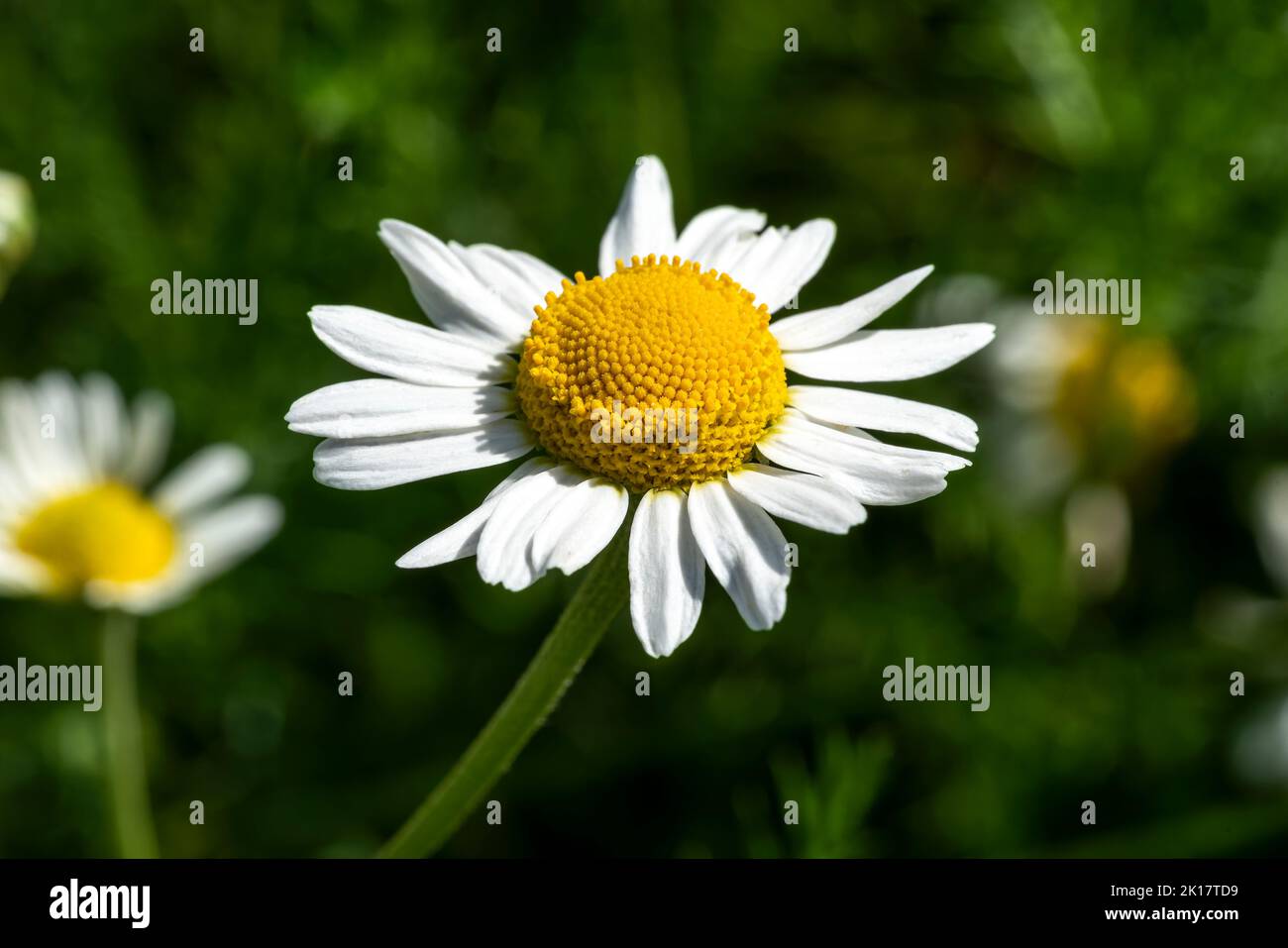 Chamaemelum nobile eine Sommer blühende Pflanze mit einer weißen Sommerblüte, die allgemein als gewöhnliche Kamille bekannt ist, Stockfoto Stockfoto