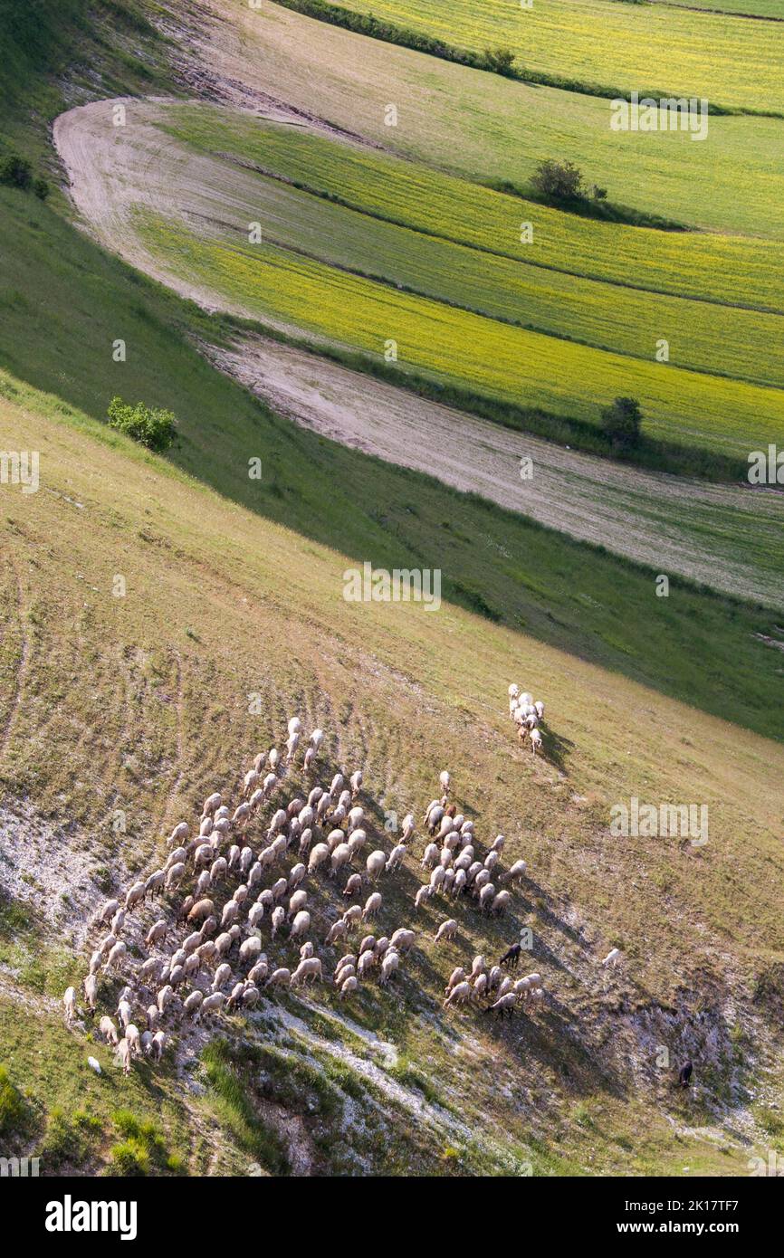 Schafe, die das Feld in Castelluccio di Norcia überqueren Stockfoto
