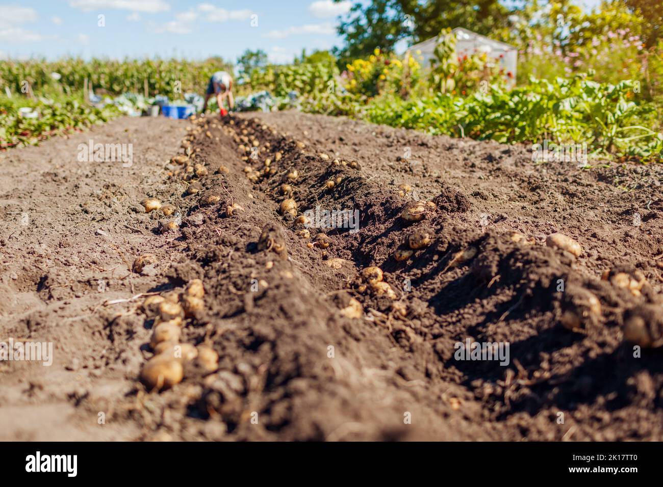 Kartoffelernte auf dem Land. Nahaufnahme von Gemüse, das aus dem Boden gegraben wurde. Landwirt pflücken Kartoffeln im Herbst. Saisonale Herbstarbeit Stockfoto