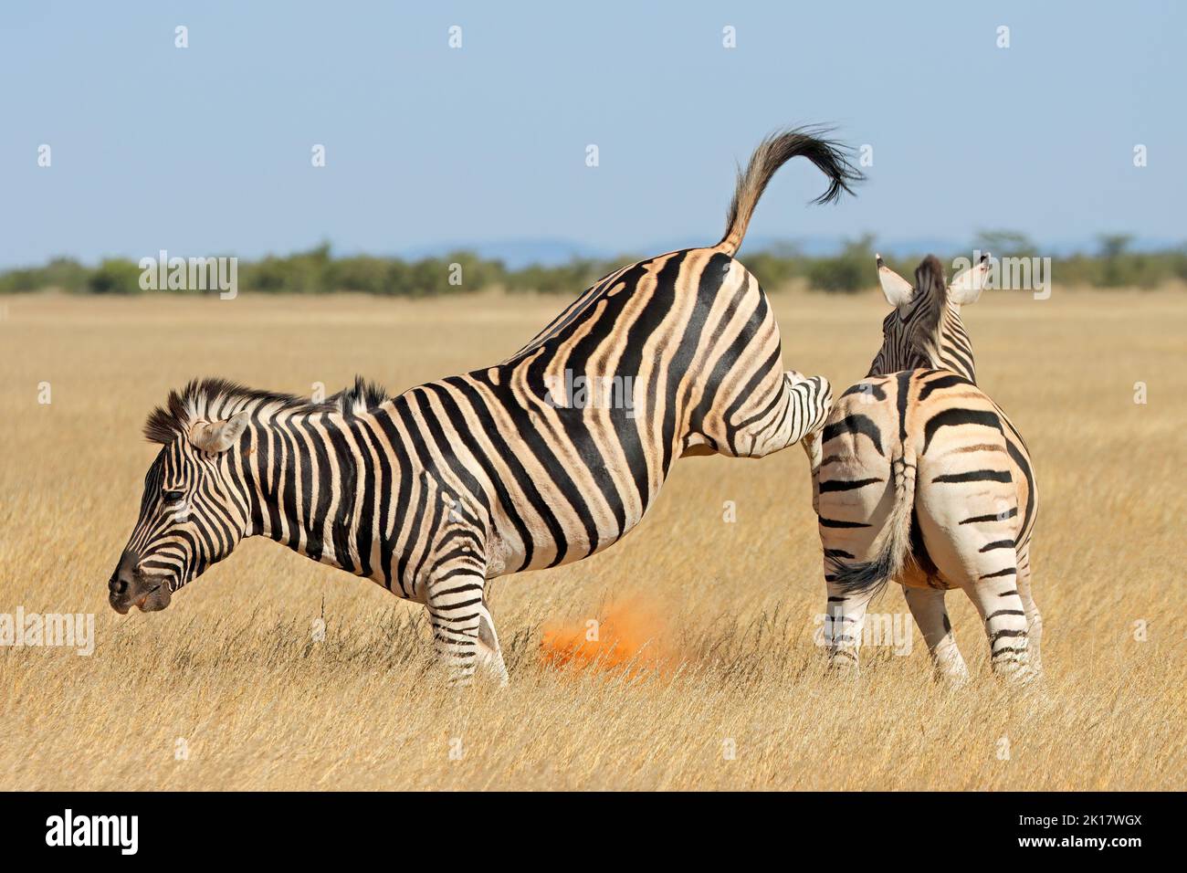 Zwei Ebene Zebrahengste (Equus burchelli) kämpfen und treten, Etosha National Park, Namibia Stockfoto