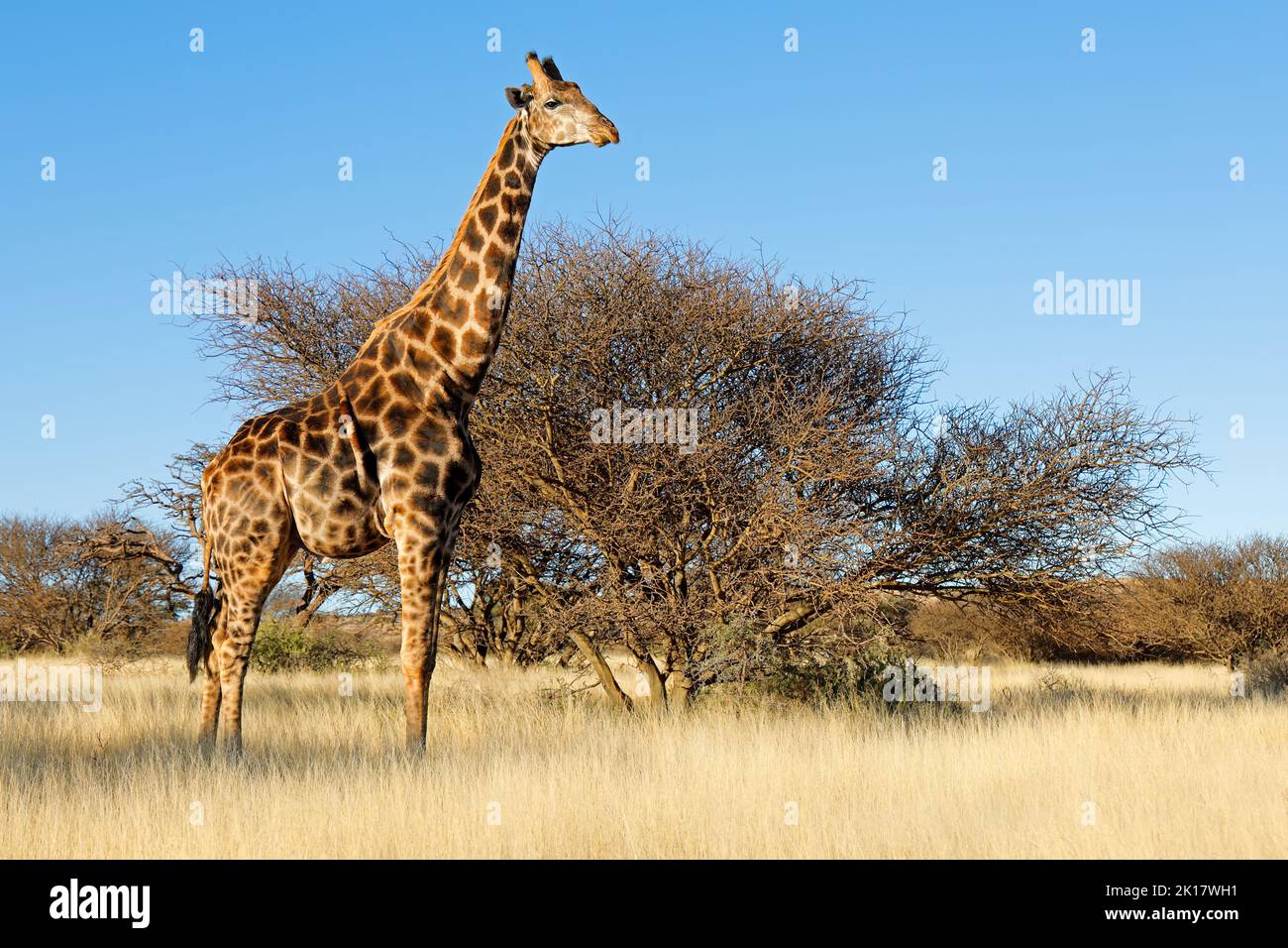Eine Giraffe (Giraffa camelopardalis) in natürlichem Lebensraum, Mokala-Nationalpark, Südafrika Stockfoto