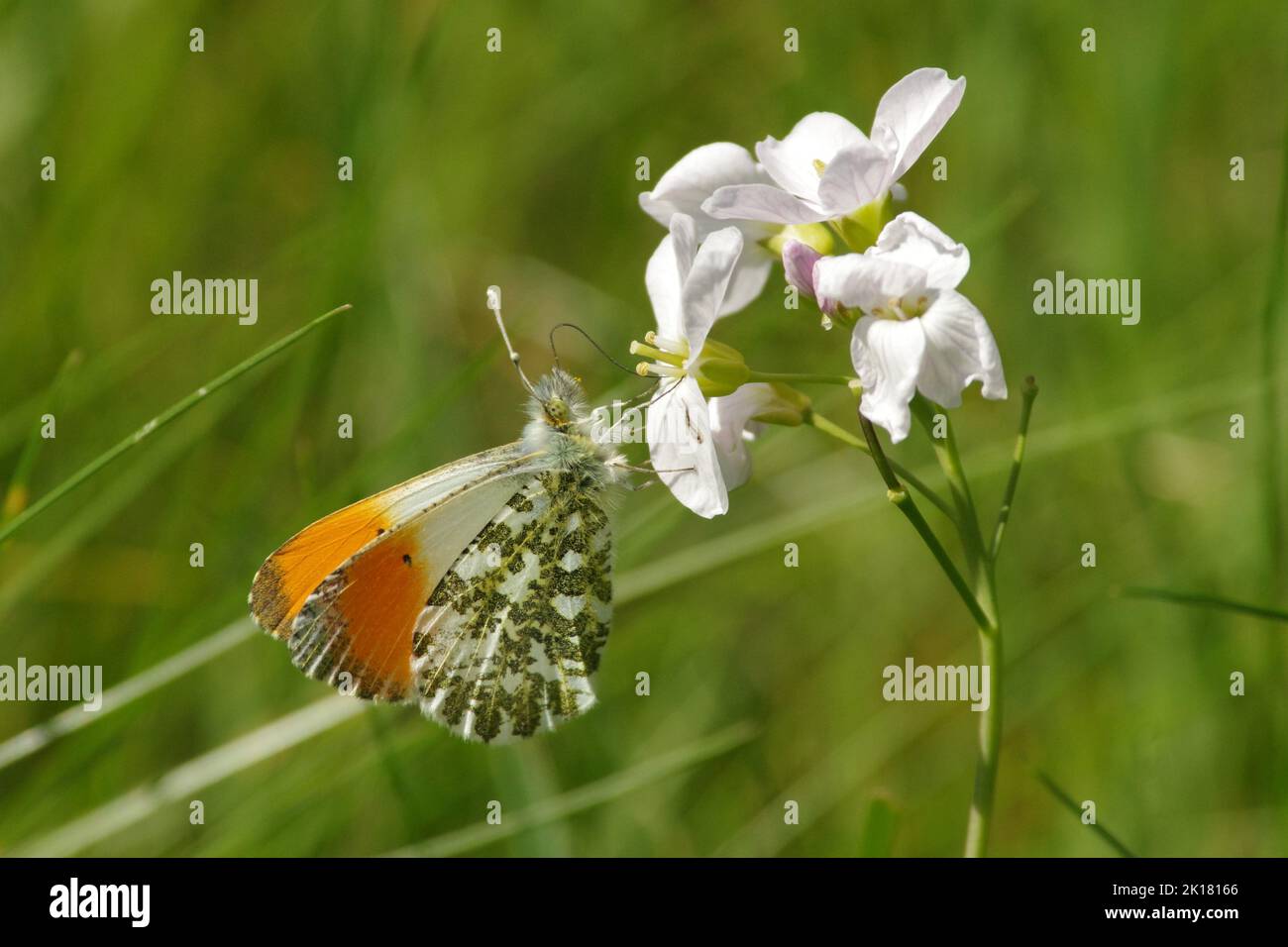 Orange Spitze Schmetterling Fütterung auf Kuckuckblume Stockfoto