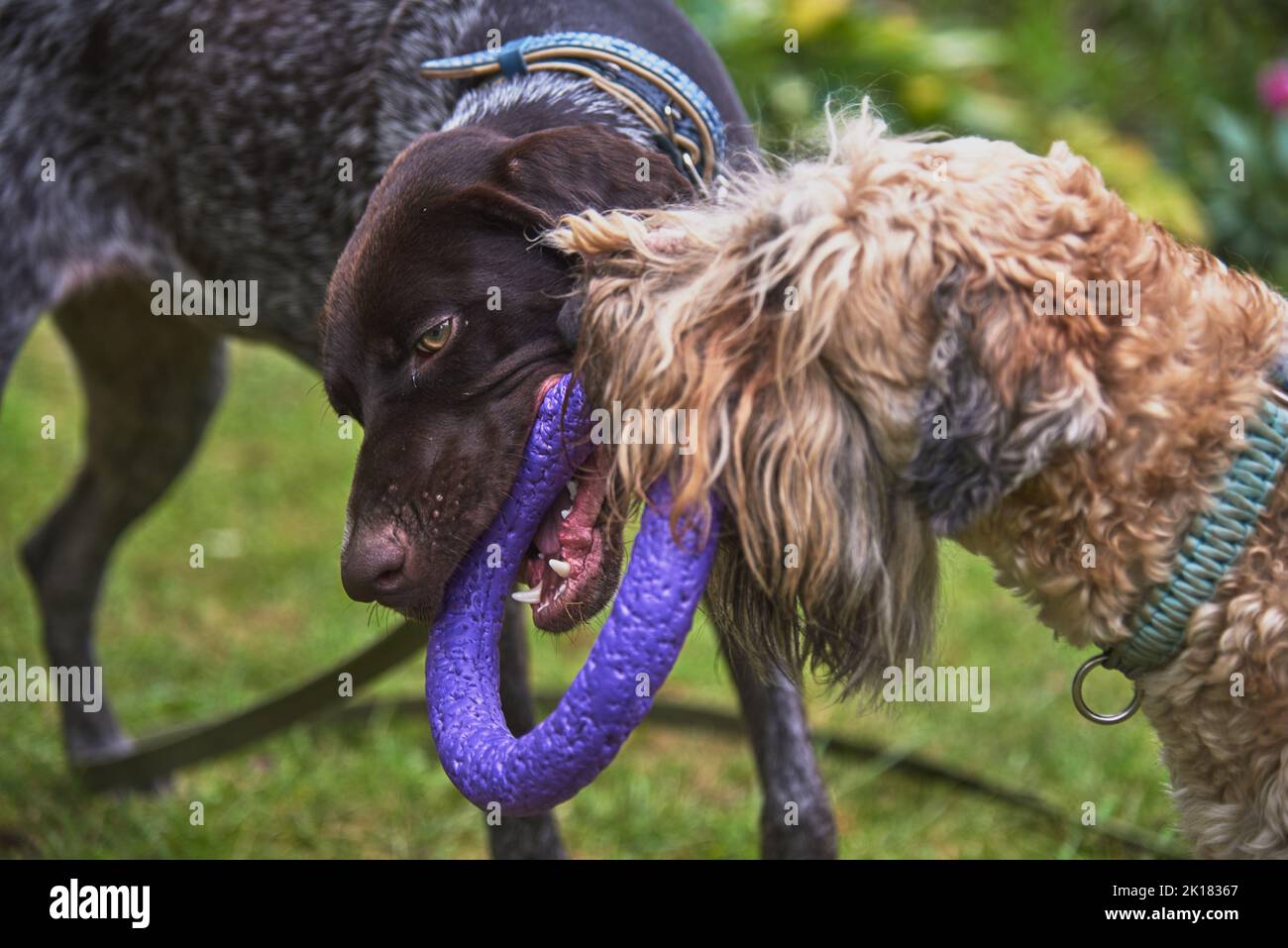 Zwei Hunde, ein deutscher Kurzhaarzeiger und ein irischer, weißhaariger Terrier, spielen mit einem Ring auf dem Rasen im Garten. Stockfoto